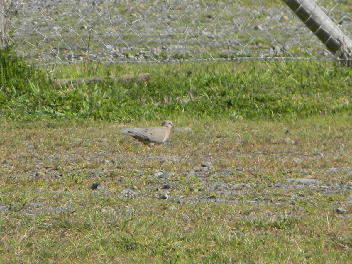 Eared Dove - ML642307854
