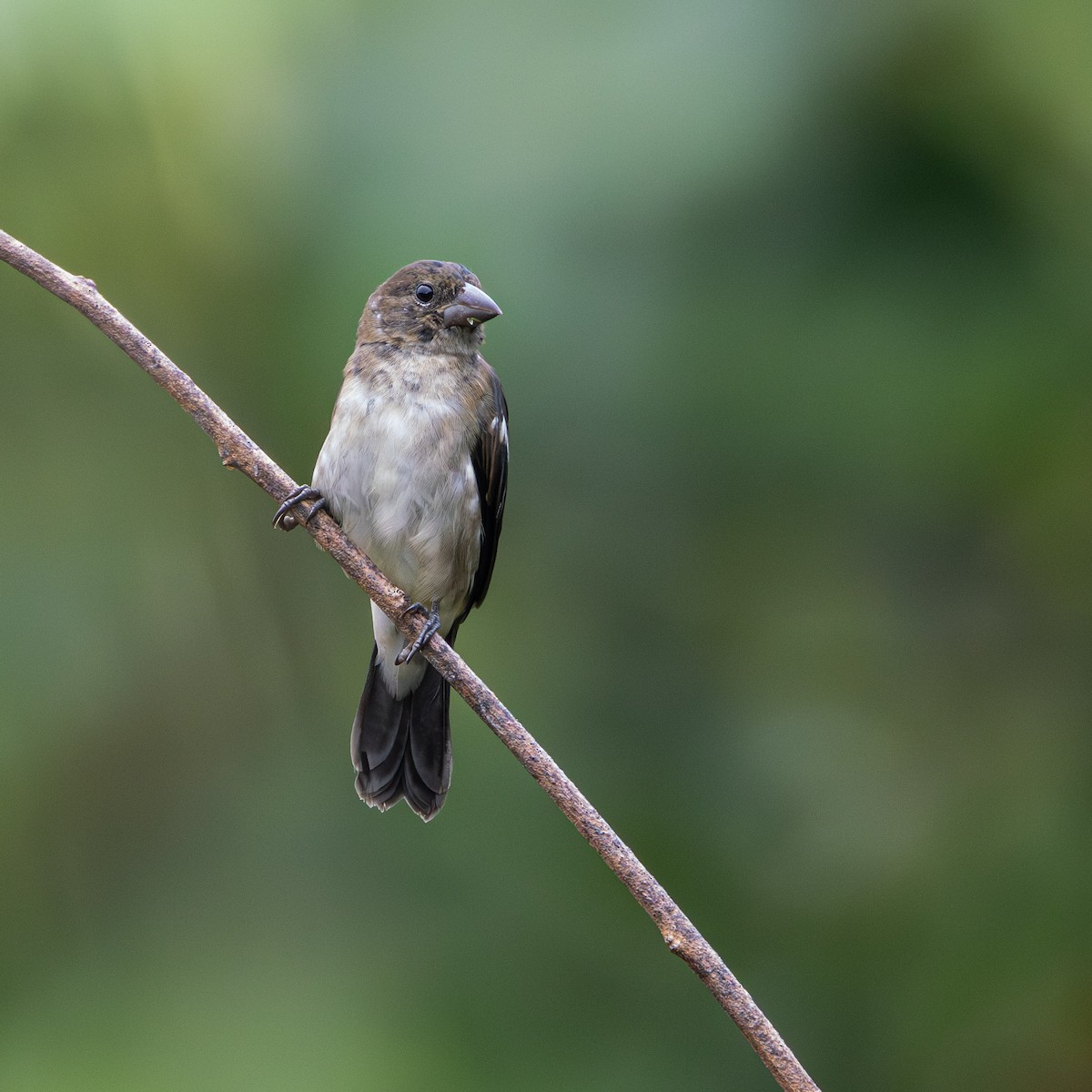 White-naped Seedeater - ML642307855