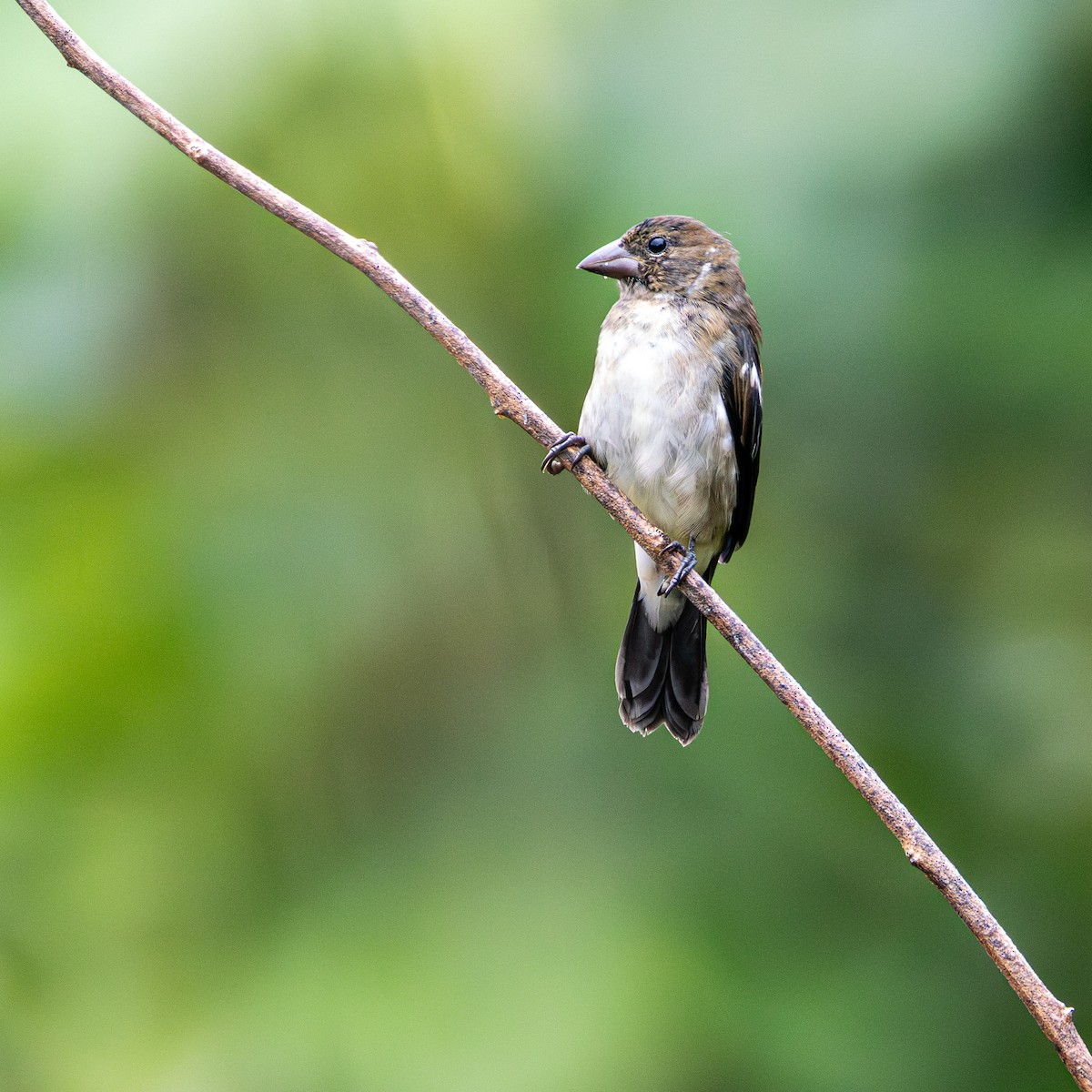 White-naped Seedeater - ML642307857