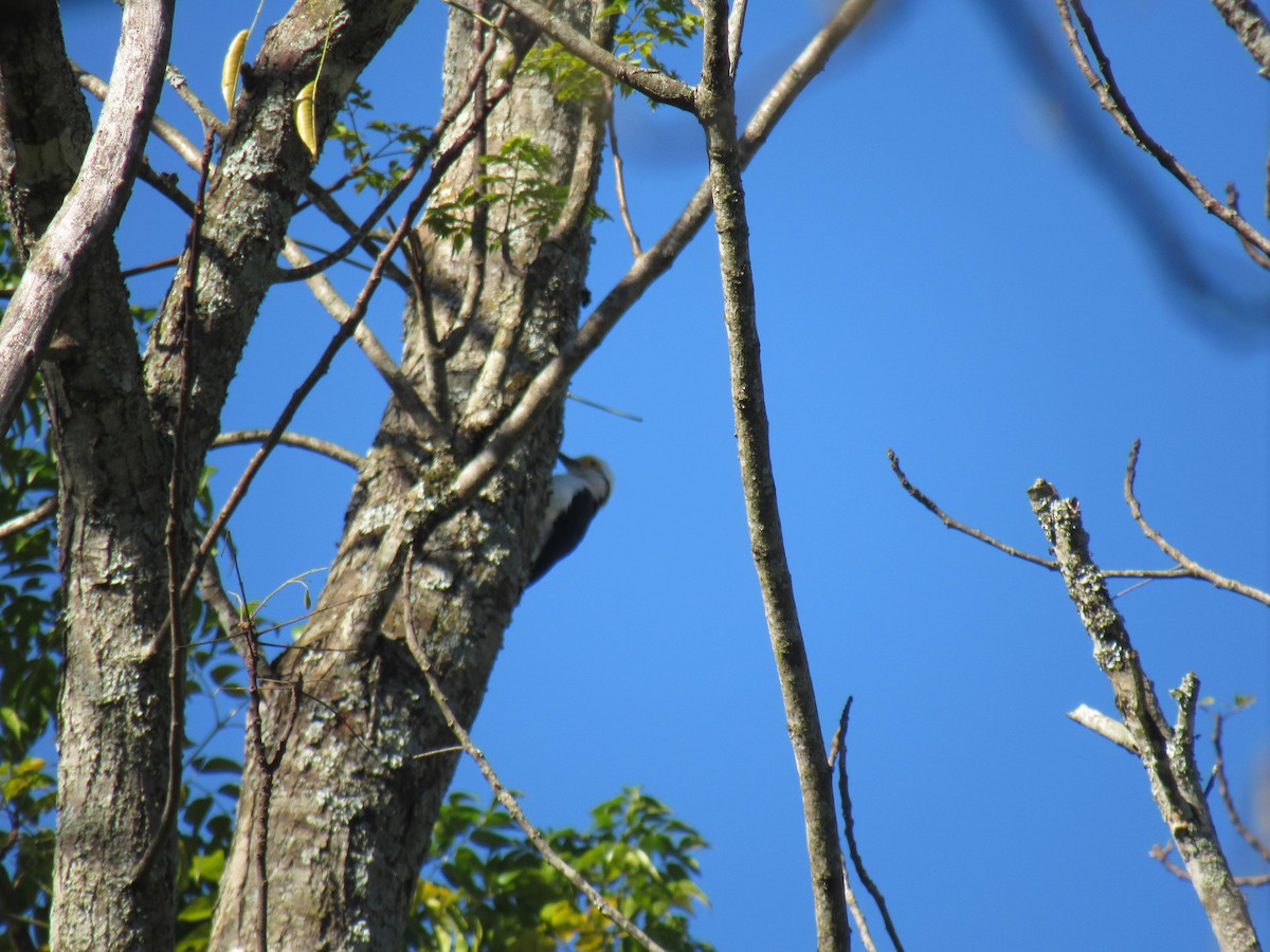 White Woodpecker - ML642307861