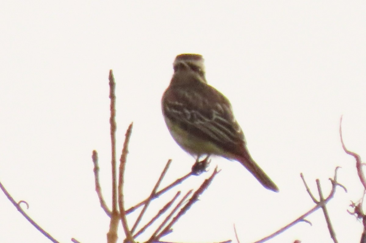 Variegated Flycatcher - ML642307862