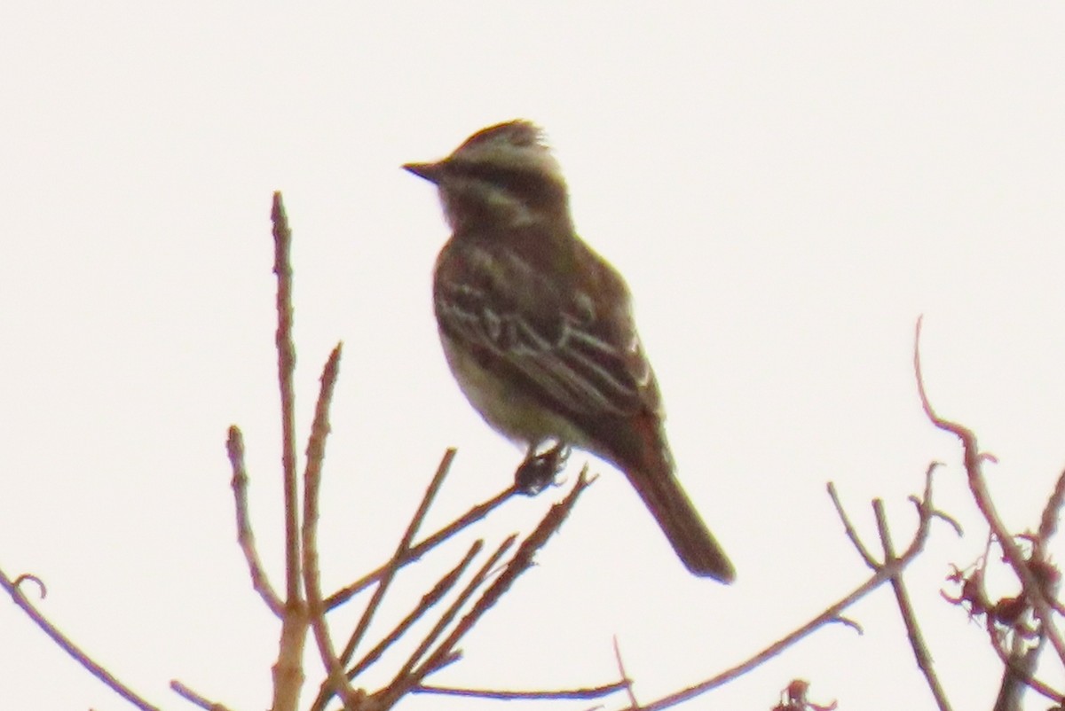 Variegated Flycatcher - ML642307863