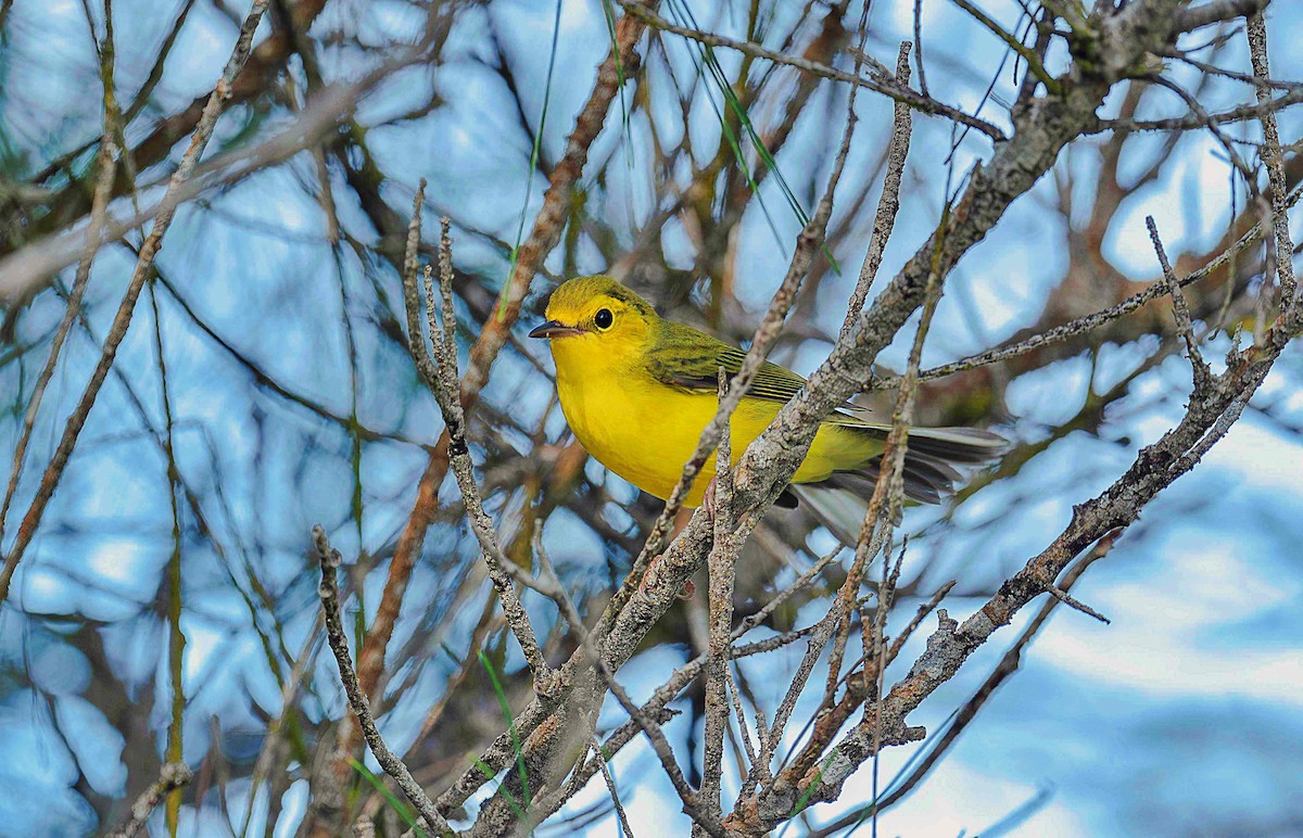 Hooded Warbler - ML642307864