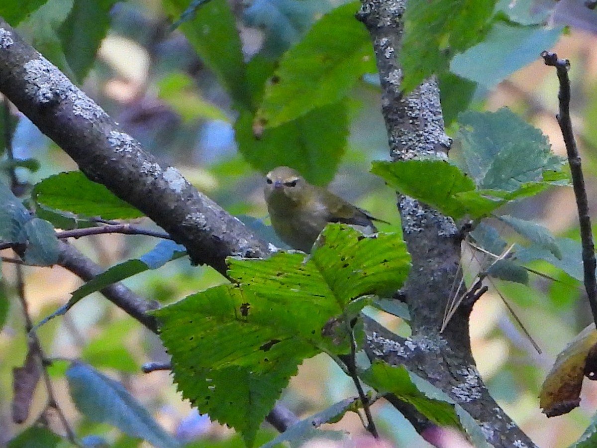 Tennessee Warbler - ML642307865