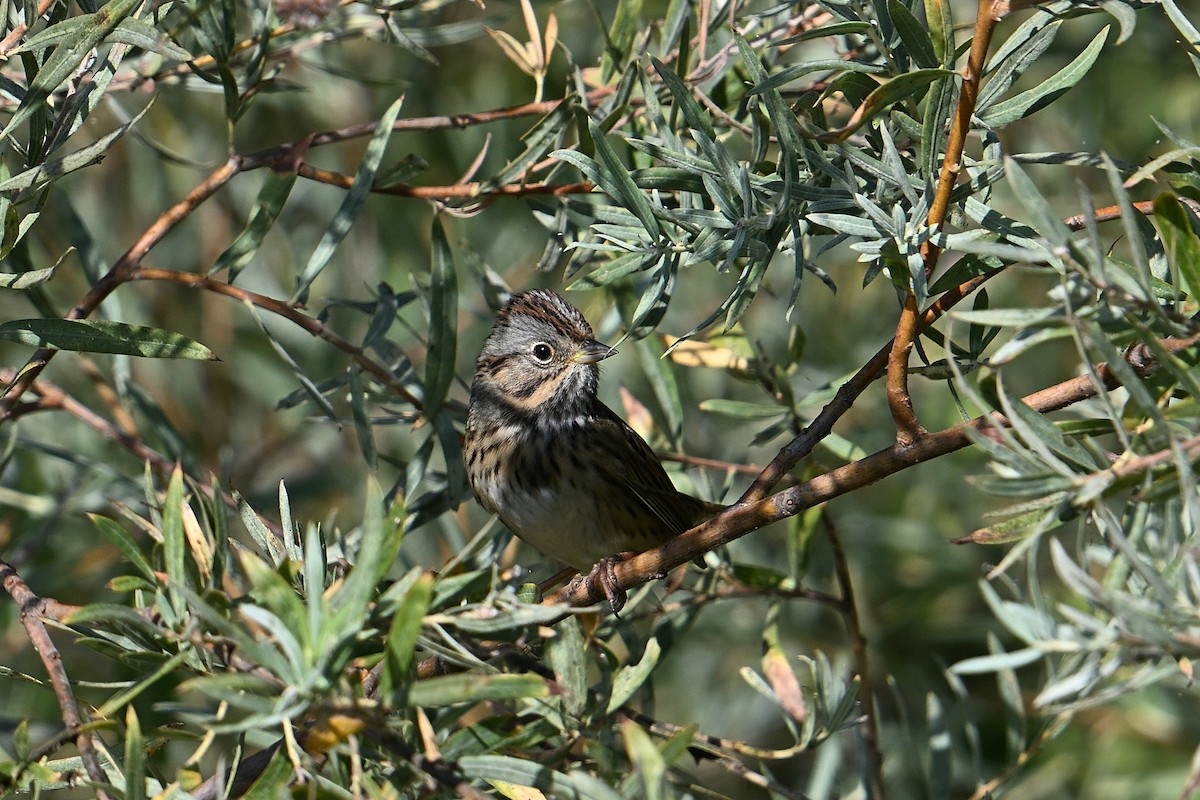 Lincoln's Sparrow - ML642307866