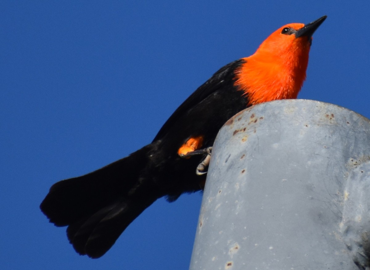 Scarlet-headed Blackbird - ML642307871