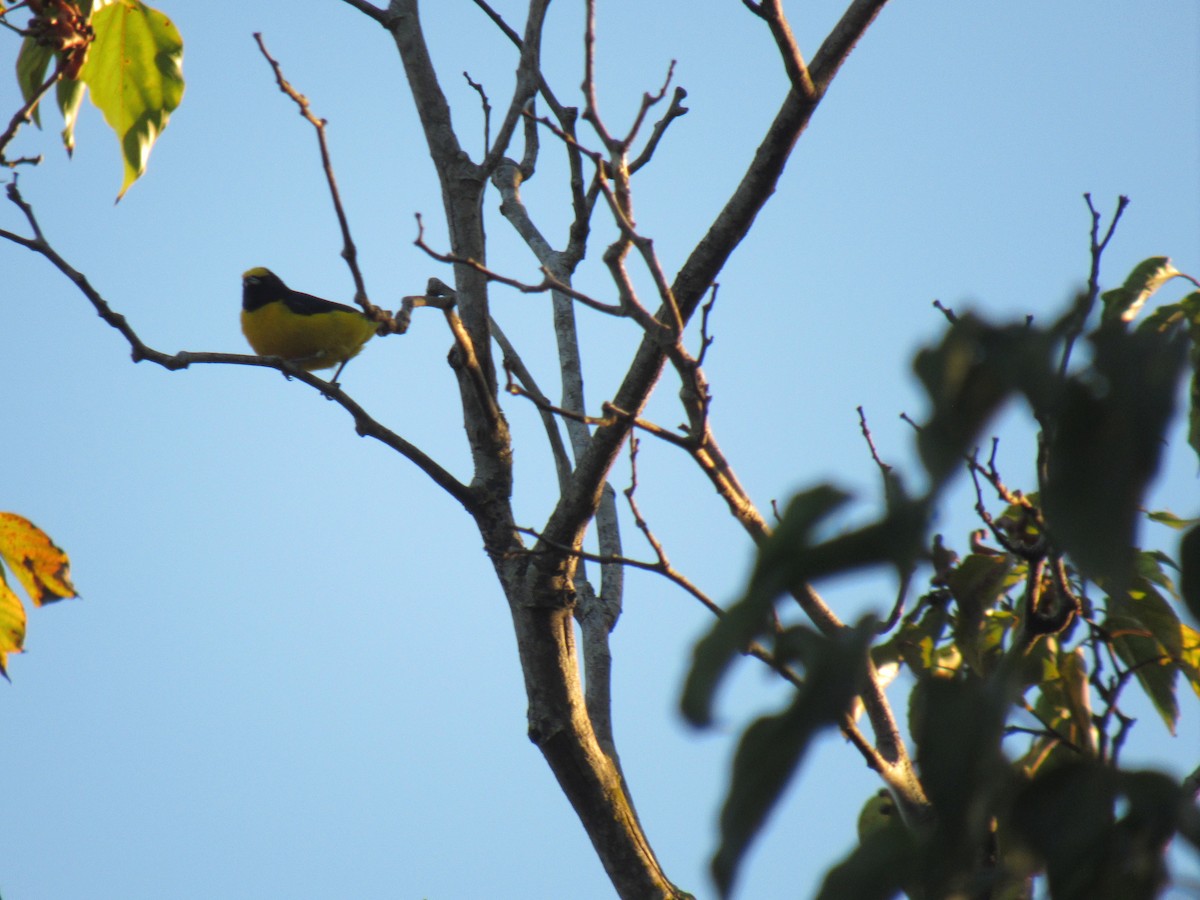 Purple-throated Euphonia - ML642307879