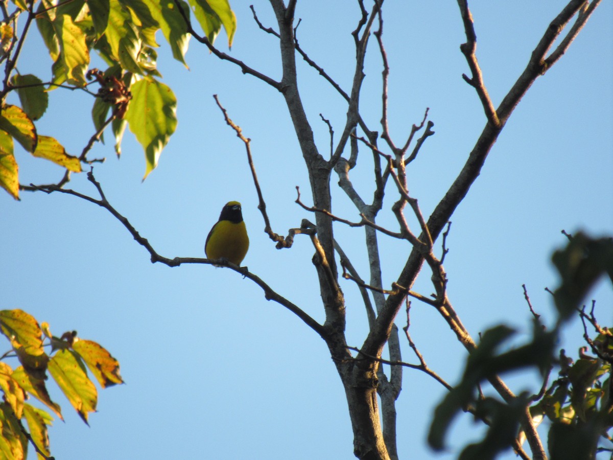 Purple-throated Euphonia - ML642307880