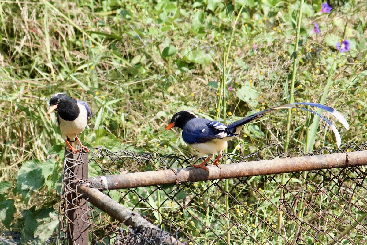 Red-billed Blue-Magpie - ML642307885