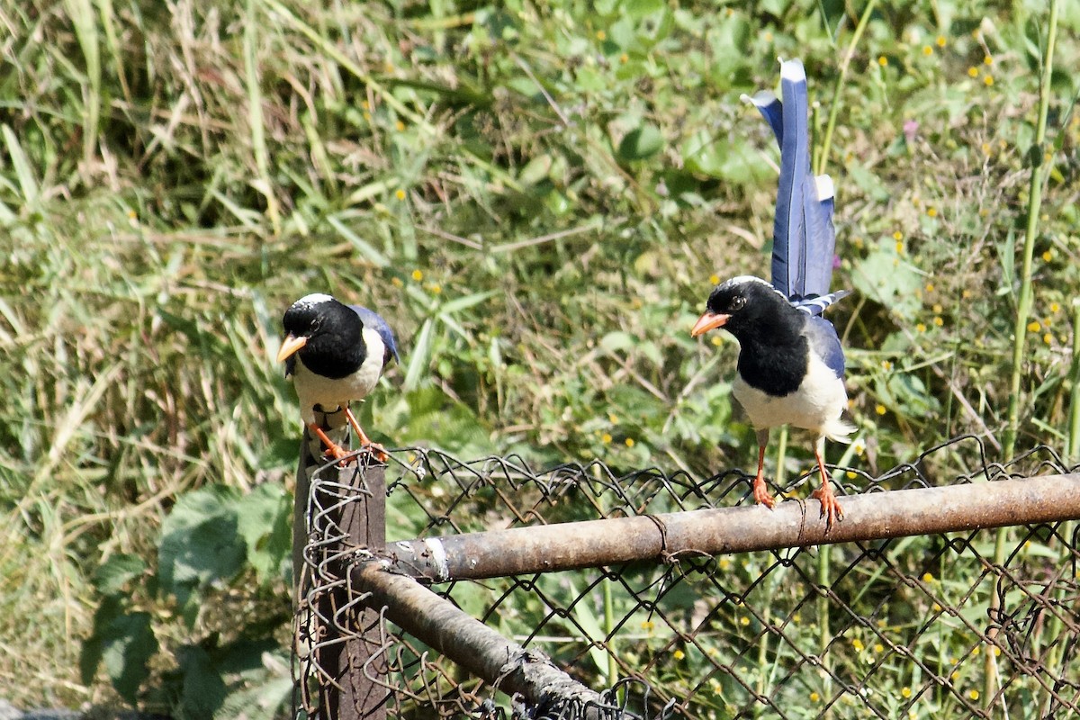 Red-billed Blue-Magpie - ML642307887