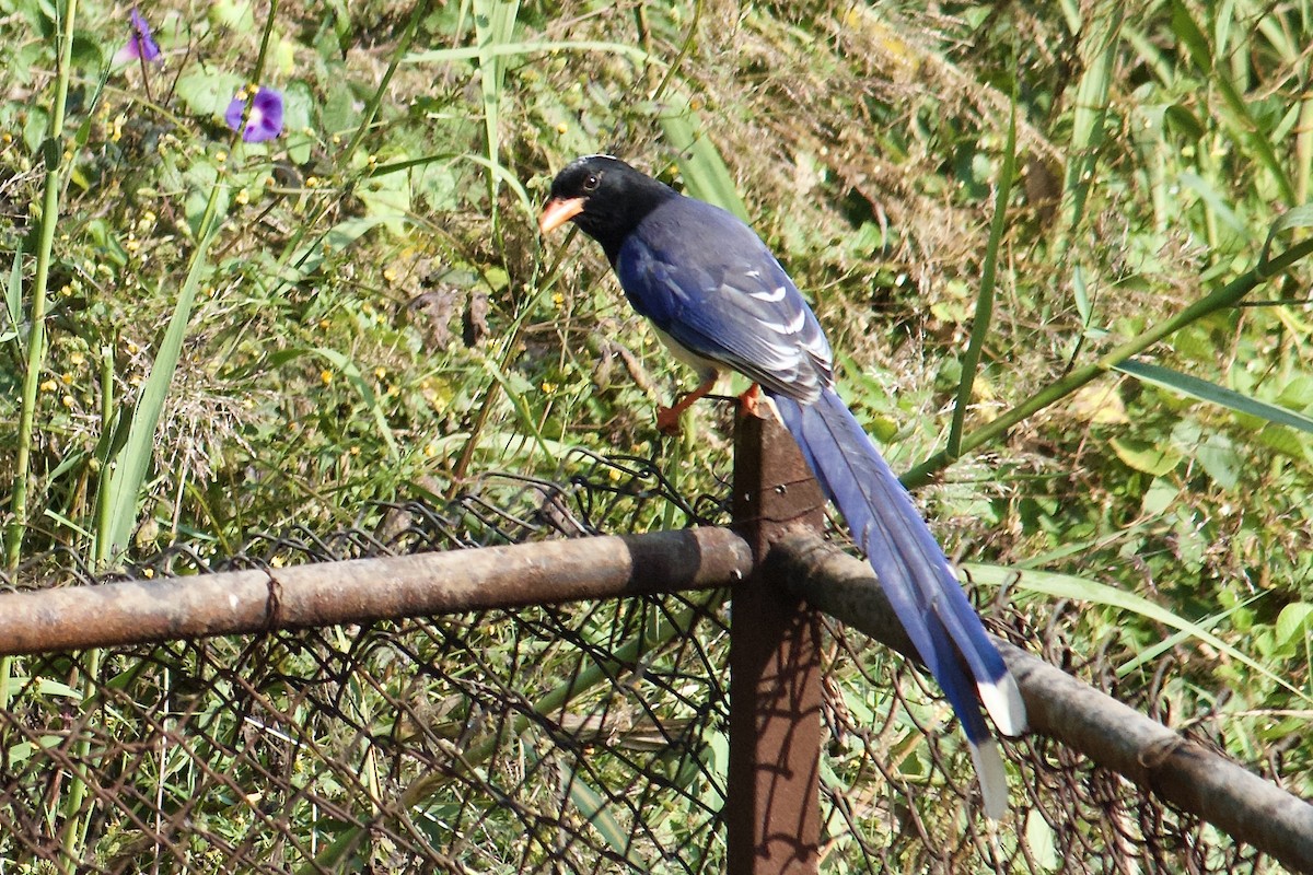 Red-billed Blue-Magpie - ML642307888