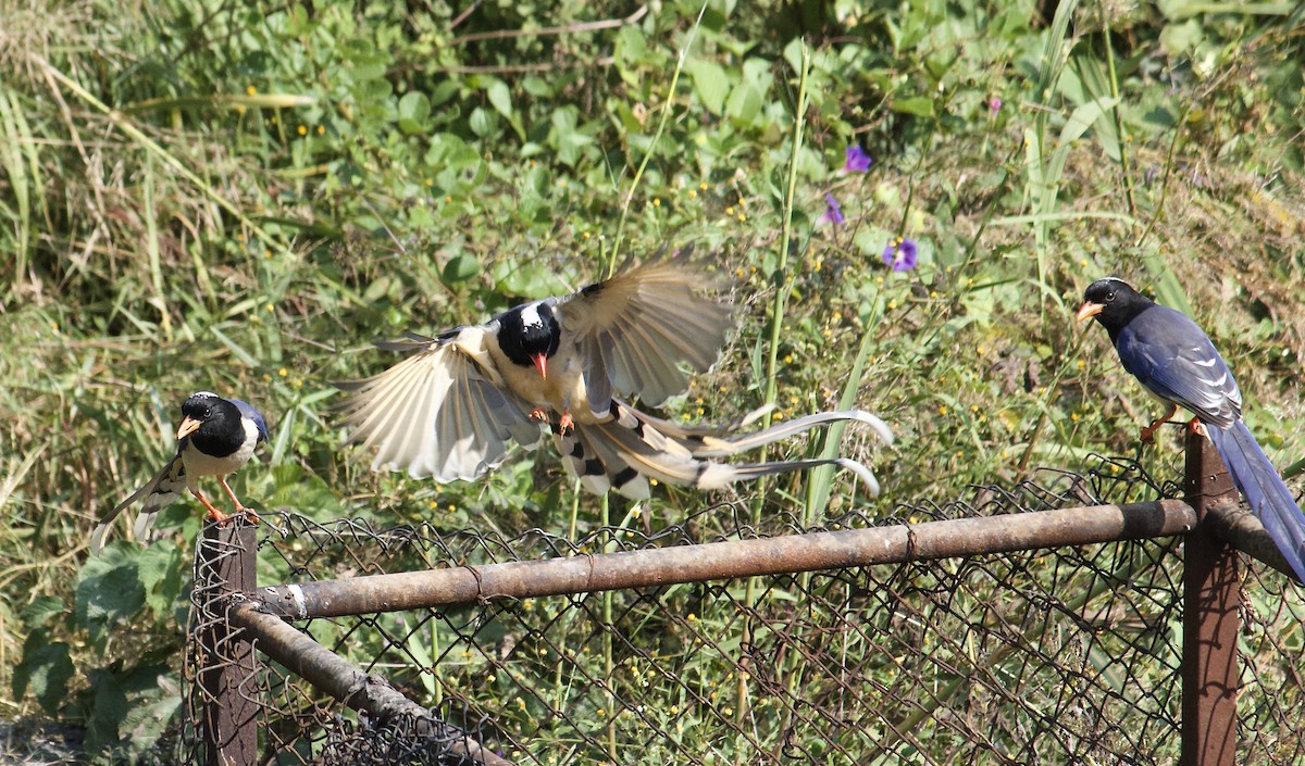 Red-billed Blue-Magpie - ML642307889