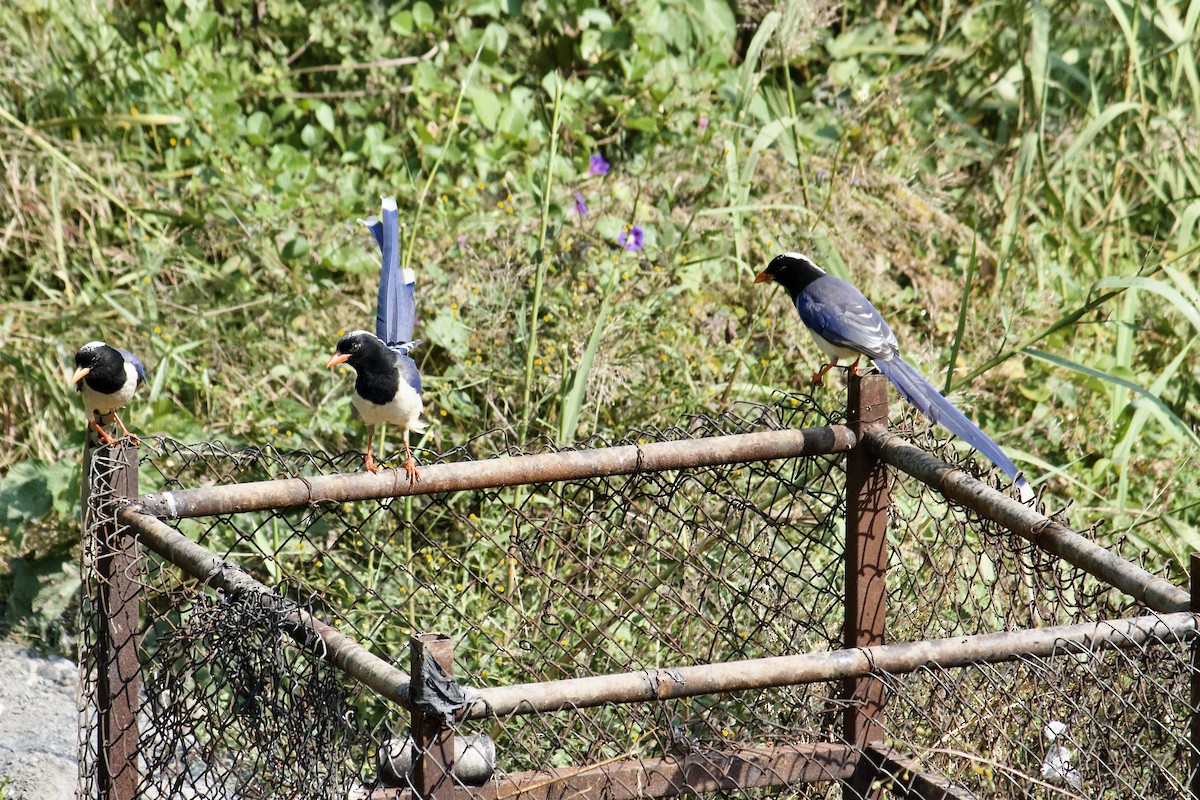 Red-billed Blue-Magpie - ML642307890