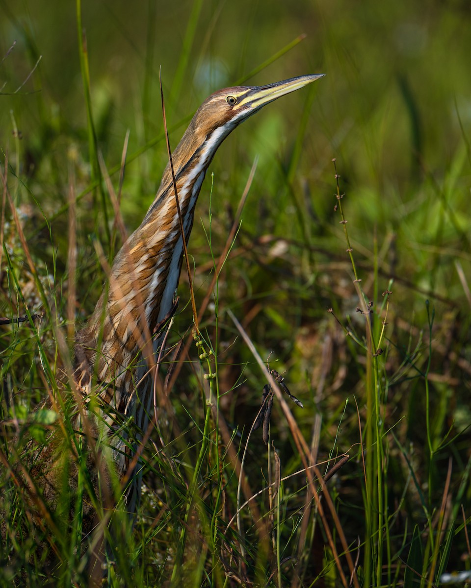 American Bittern - ML642307906