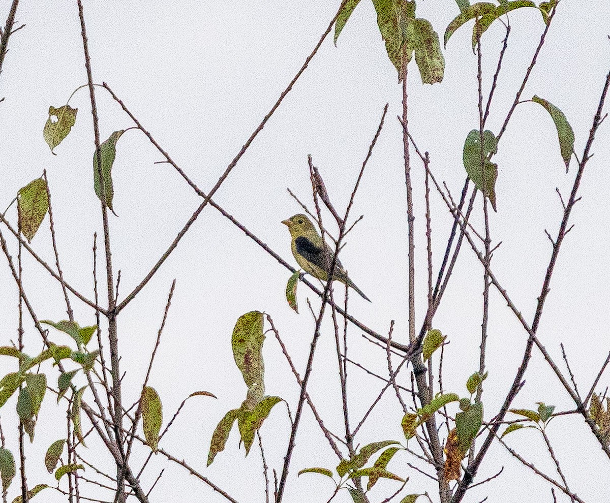 Scarlet Tanager - ML642307909