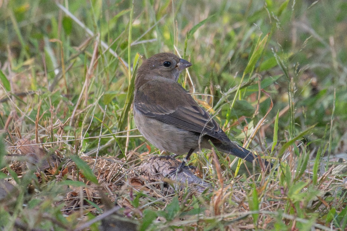 Indigo Bunting - ML642307927