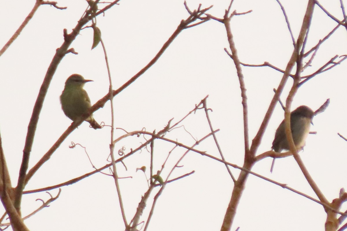 Red-legged Honeycreeper - ML642307929