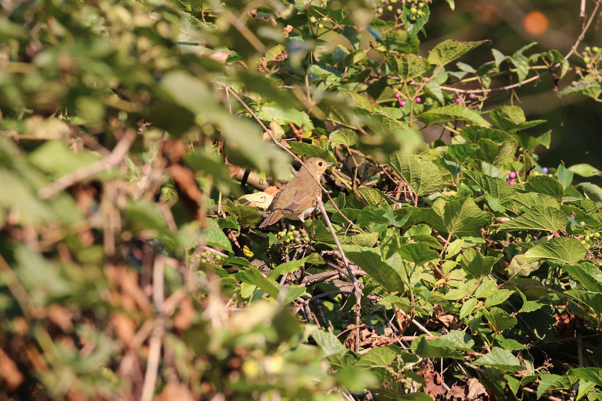 Swainson's Thrush - ML642307937