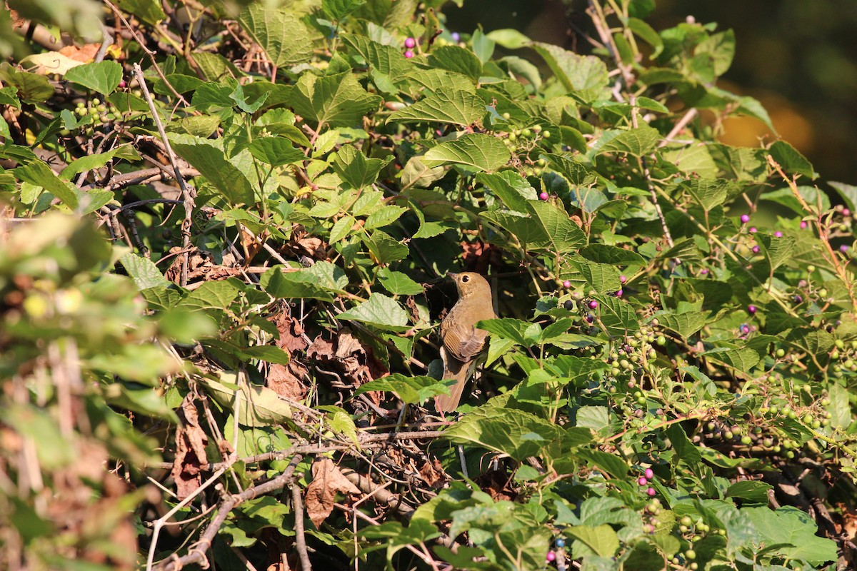 Swainson's Thrush - ML642307938