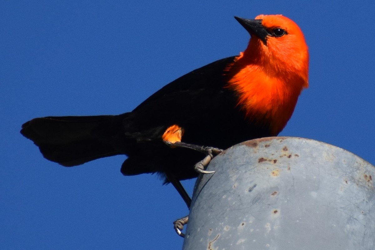 Scarlet-headed Blackbird - ML642307939