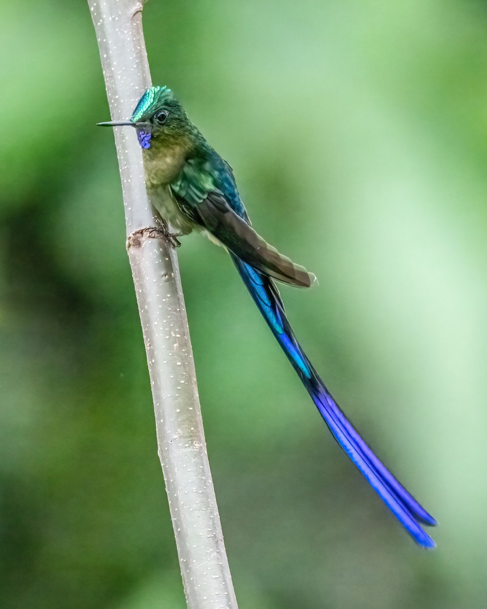 Violet-tailed Sylph - ML642307941