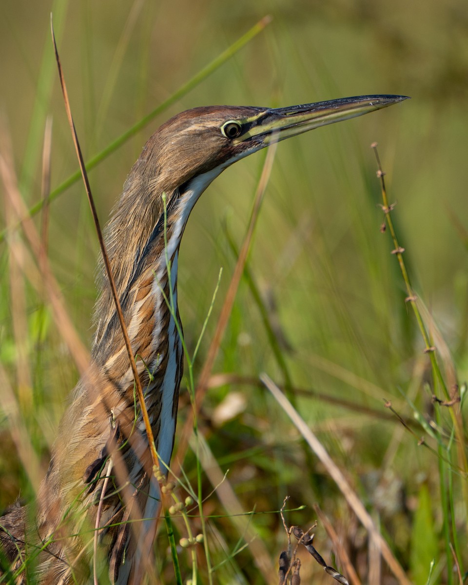 American Bittern - ML642307943
