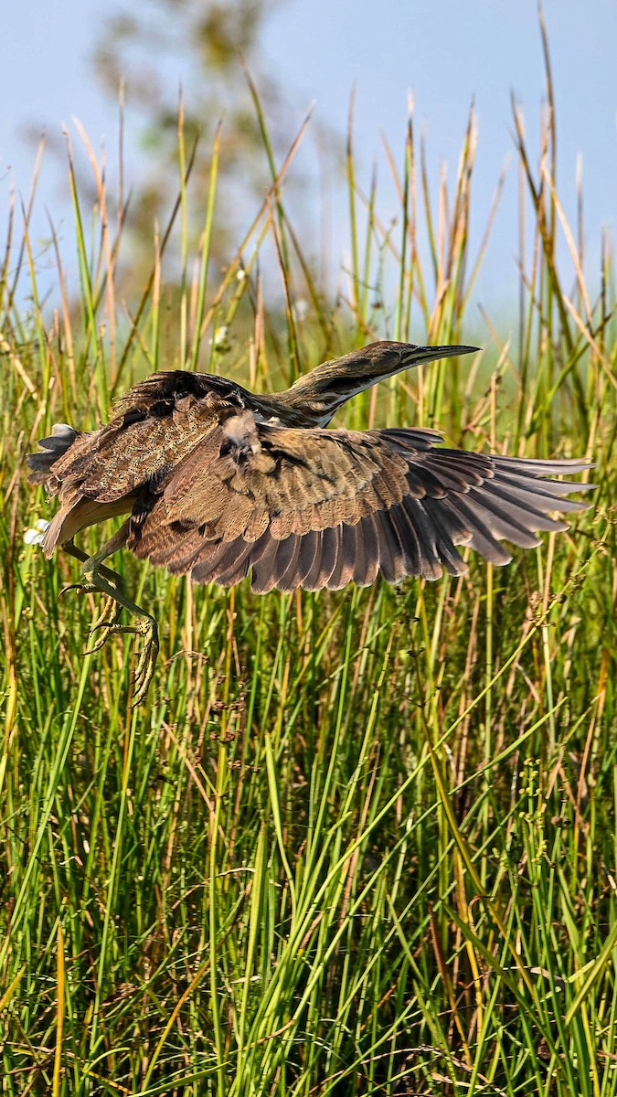 American Bittern - ML642307944