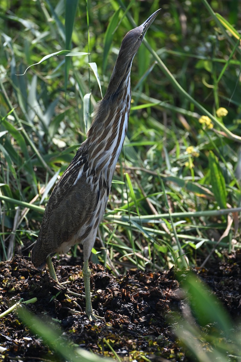 American Bittern - ML642307945
