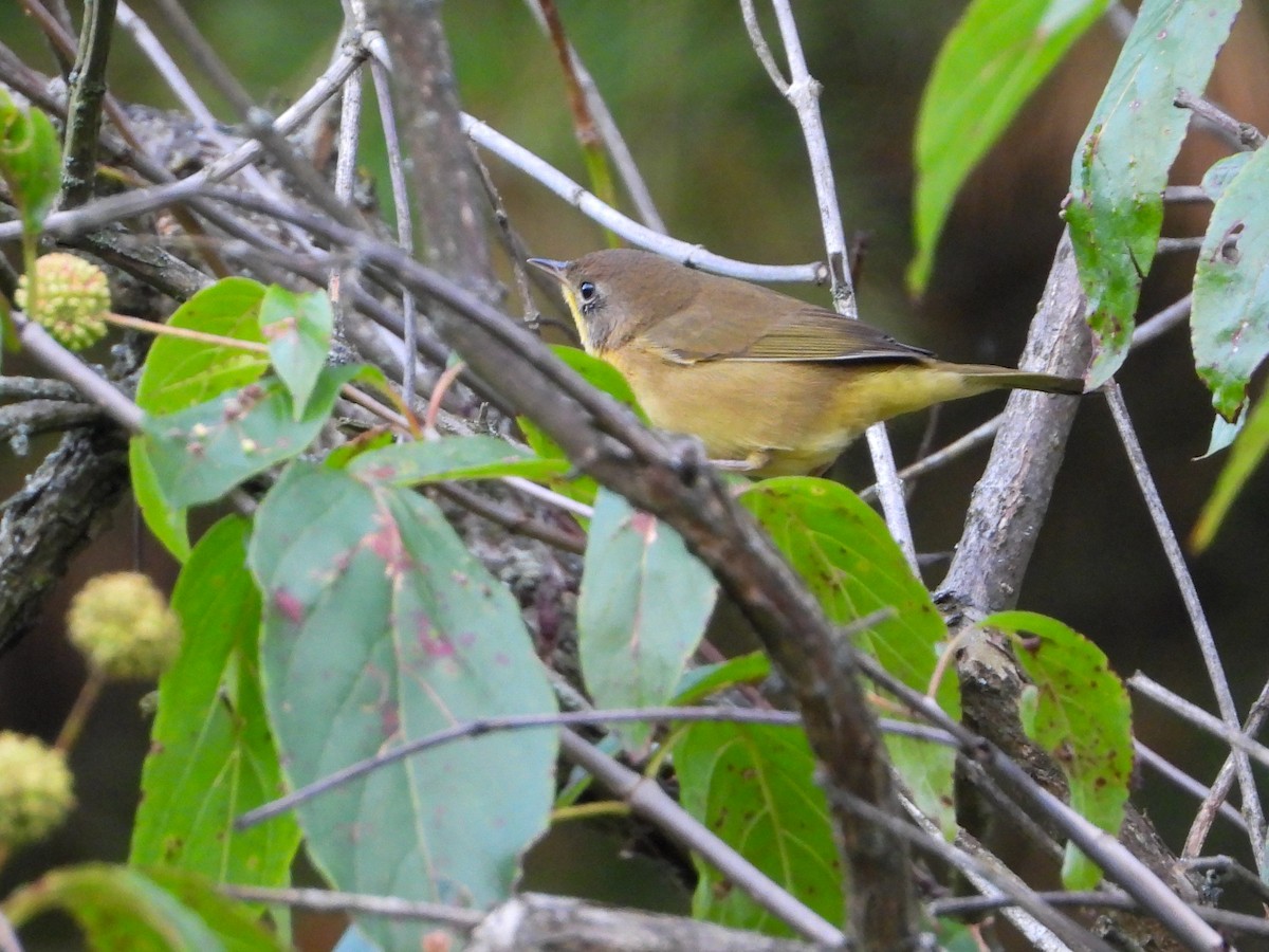 Common Yellowthroat - ML642307947