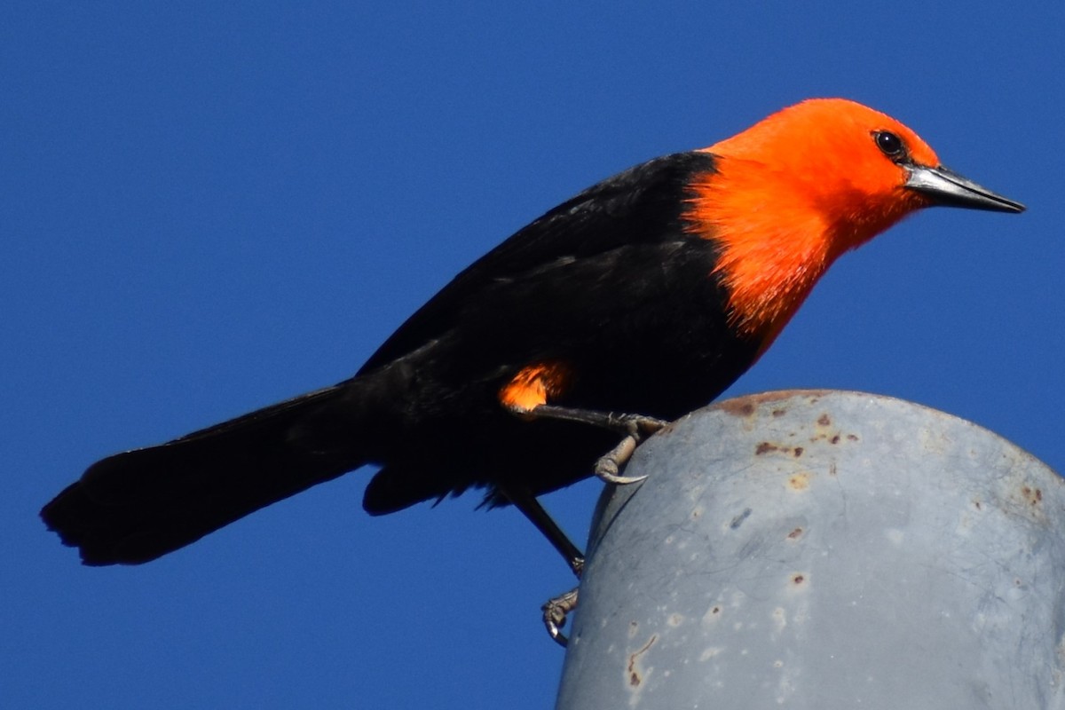 Scarlet-headed Blackbird - ML642307950