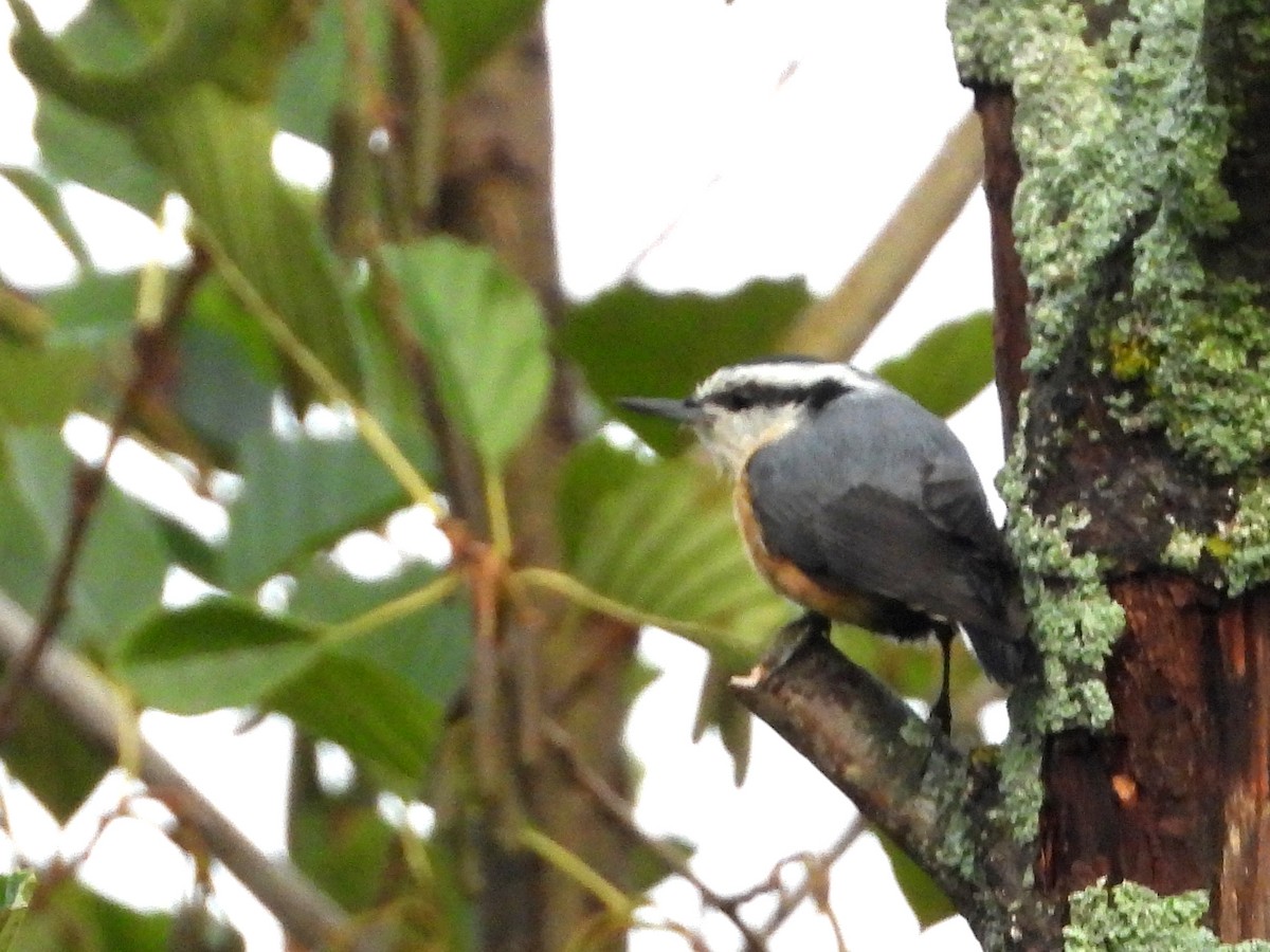 Red-breasted Nuthatch - ML642307952