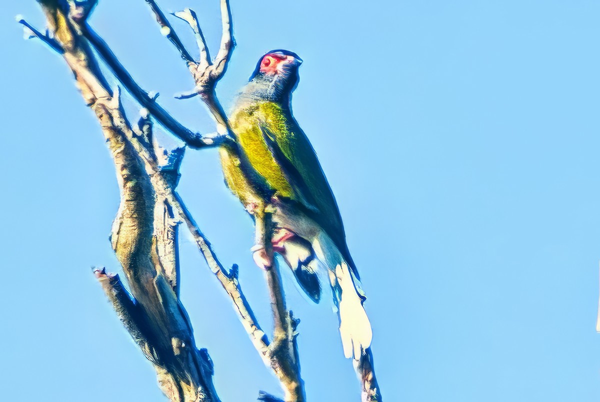 Australasian Figbird (vieilloti) - ML642307953