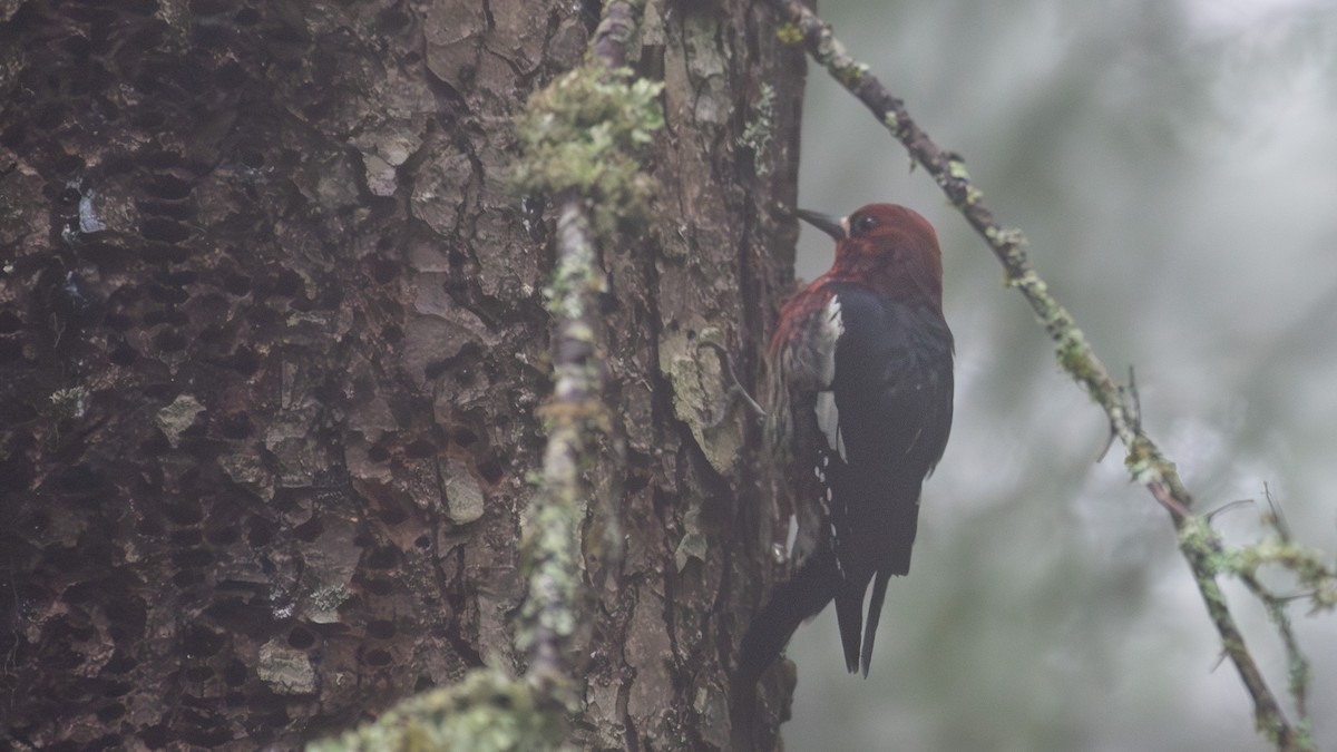 Red-breasted Sapsucker - ML642307954
