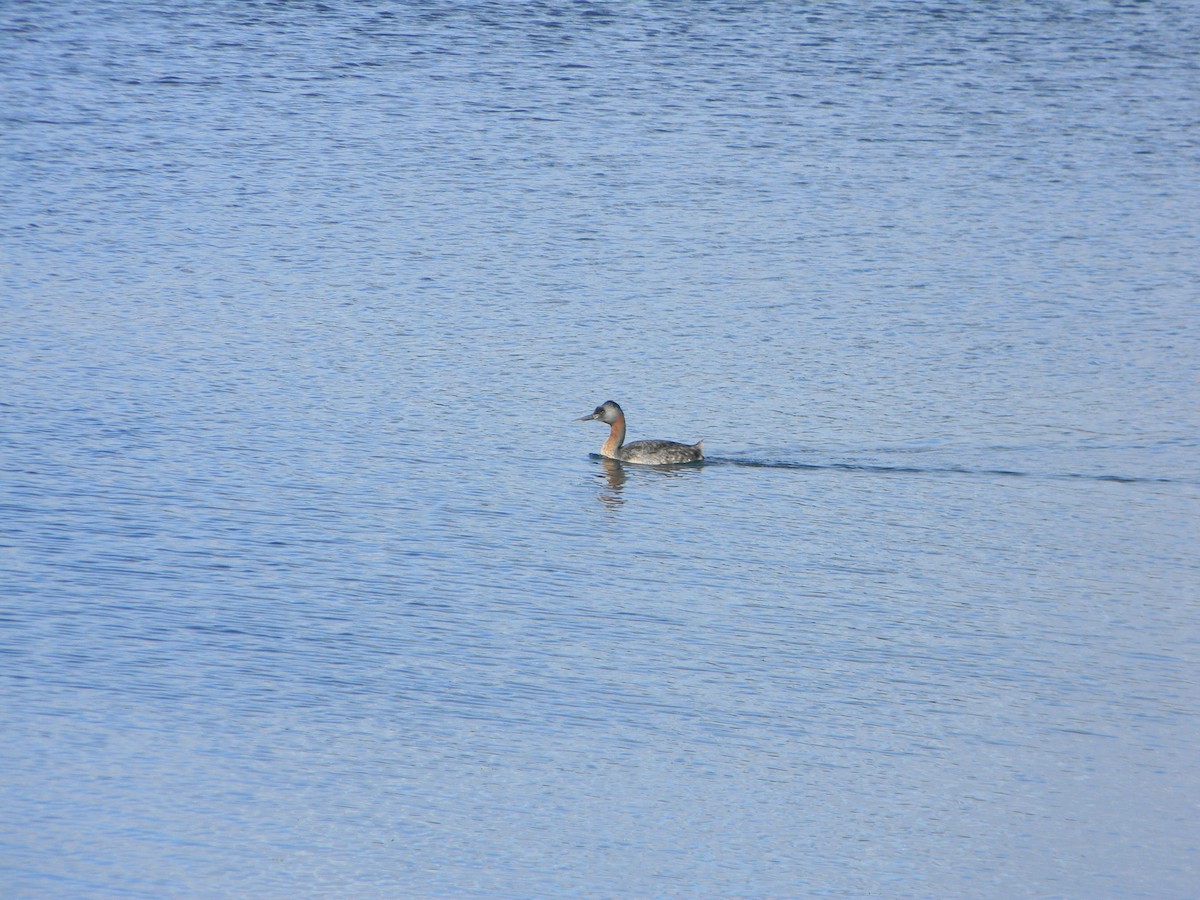 Great Grebe - ML642307956