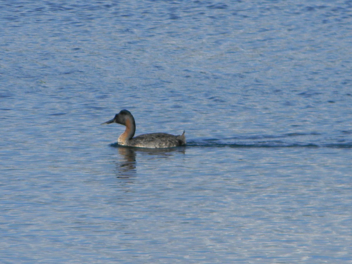 Great Grebe - ML642307957