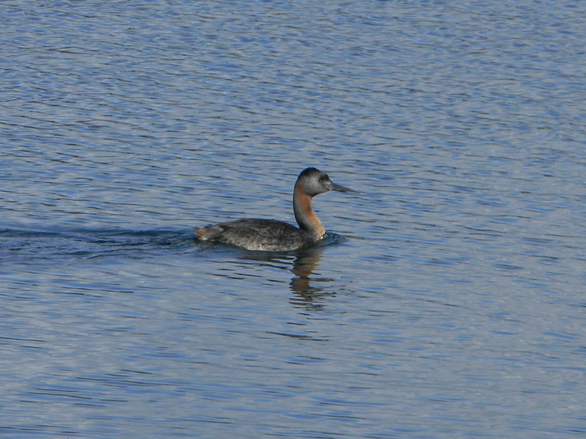 Great Grebe - ML642307959