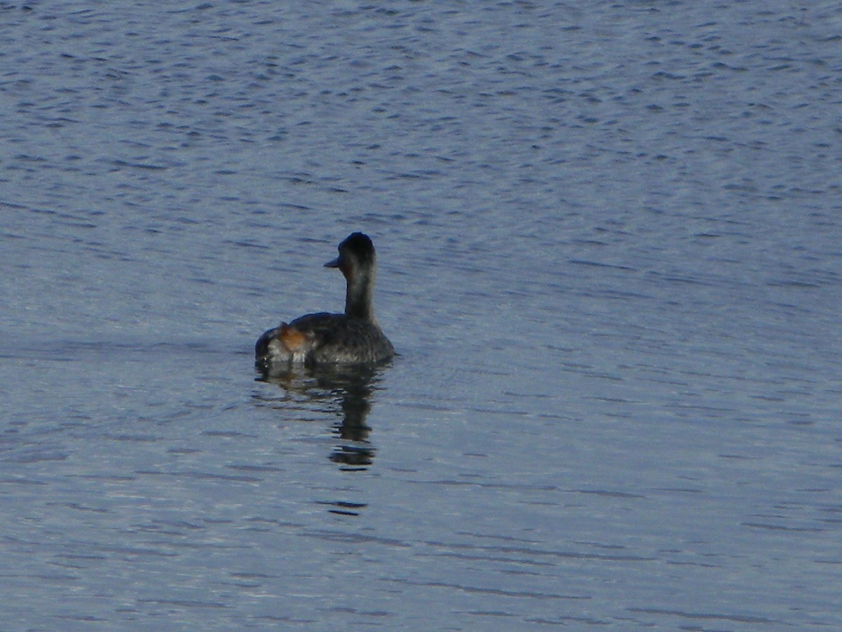 Great Grebe - ML642307960