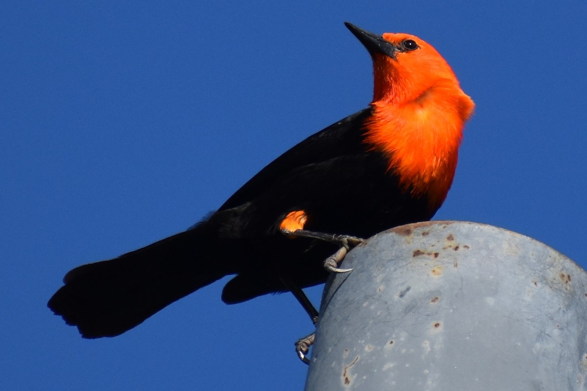 Scarlet-headed Blackbird - ML642307961