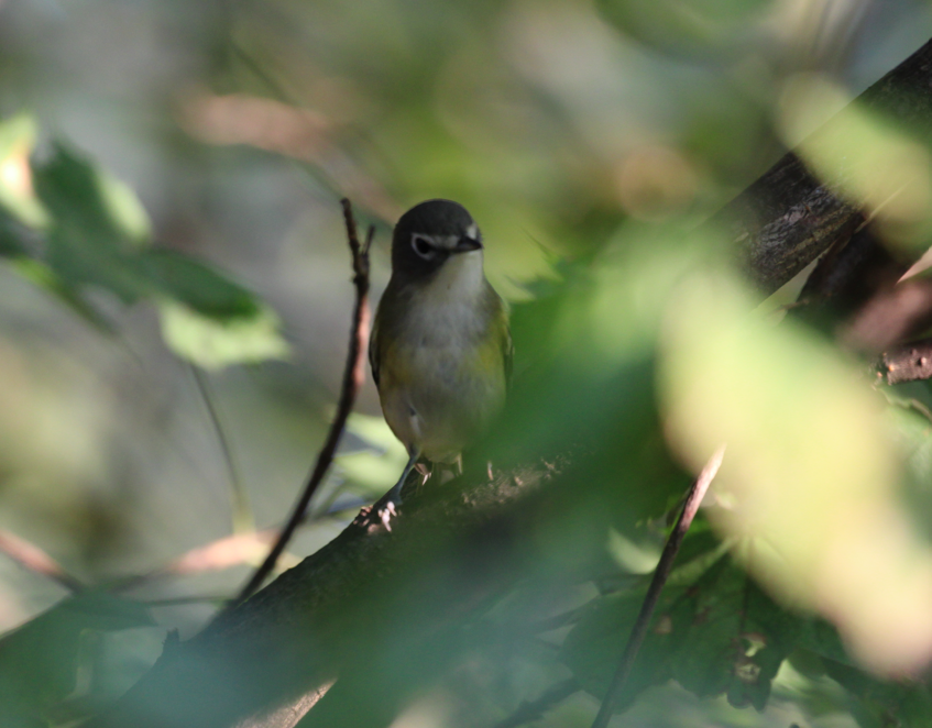 Blue-headed Vireo - ML642307962