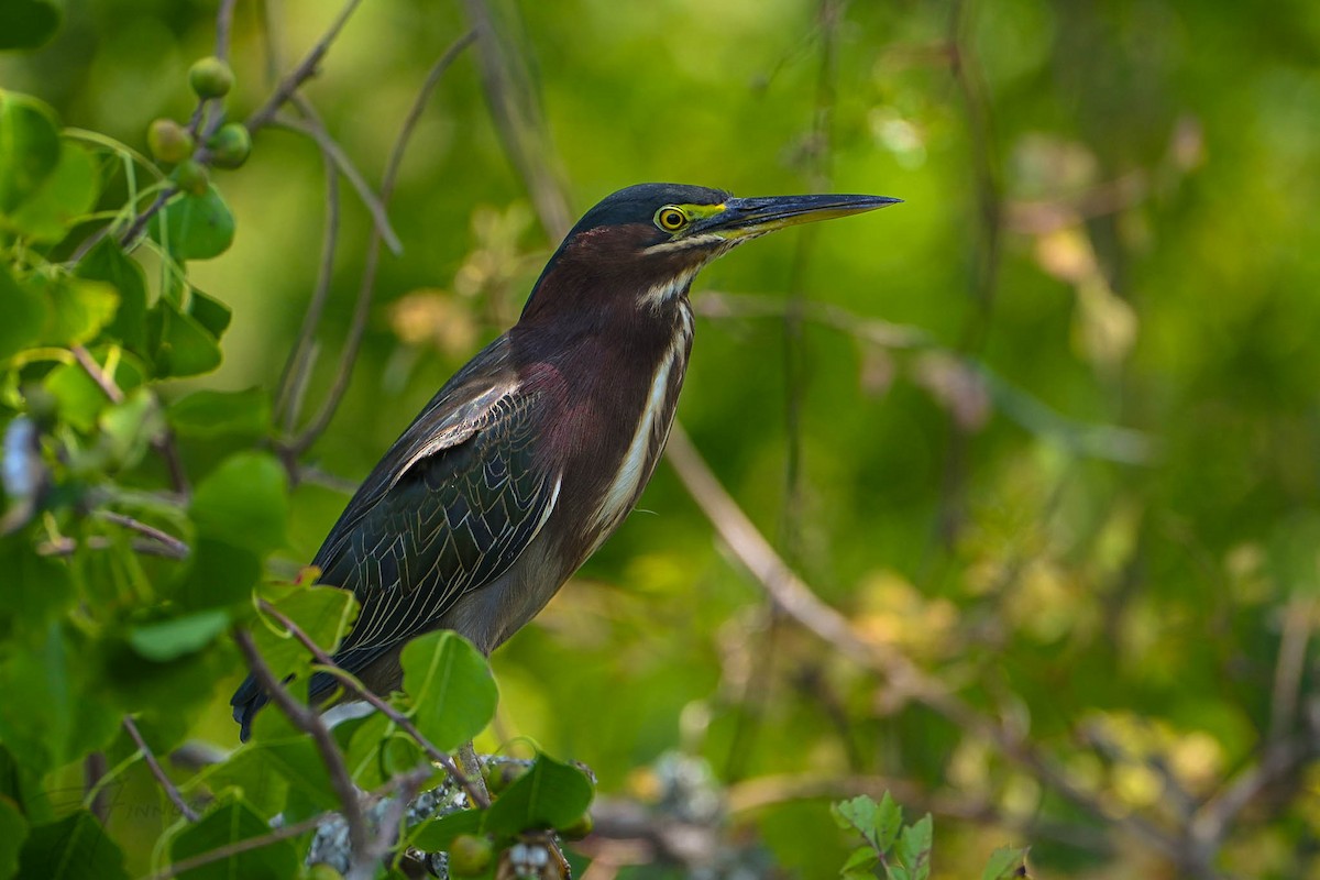 Green Heron - ML642307963