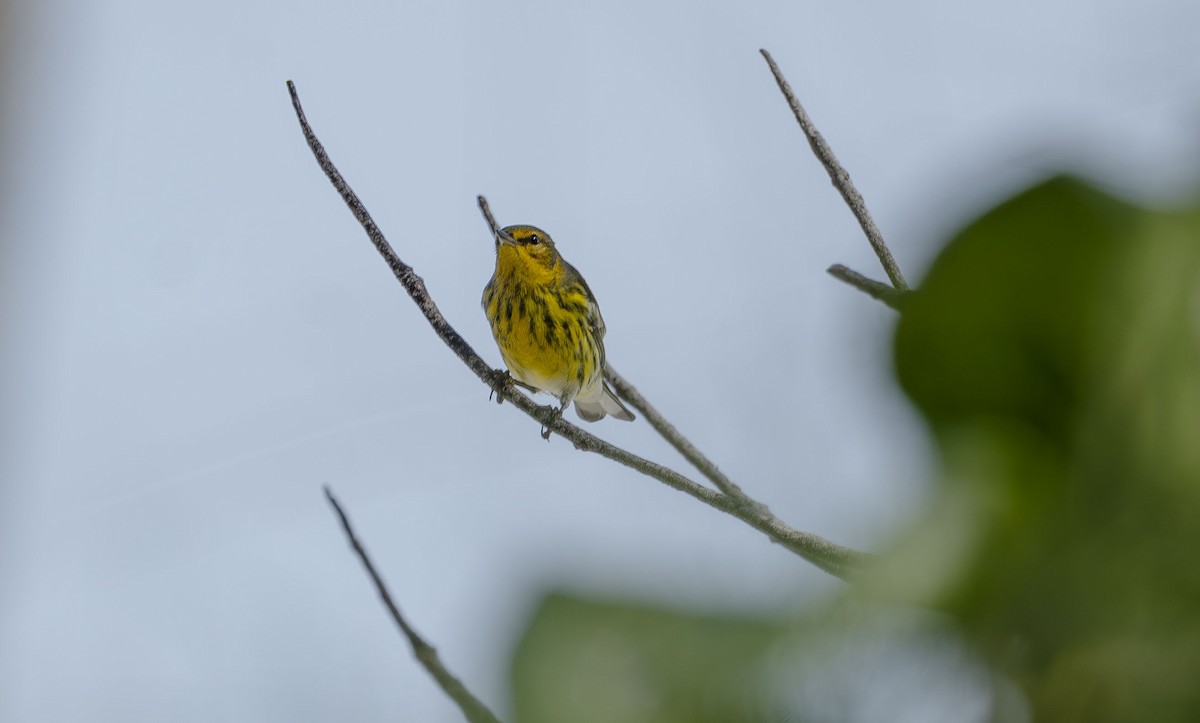 Cape May Warbler - ML642307964