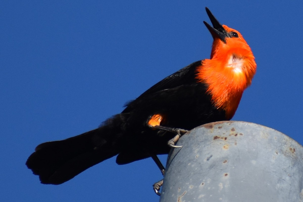 Scarlet-headed Blackbird - ML642307967