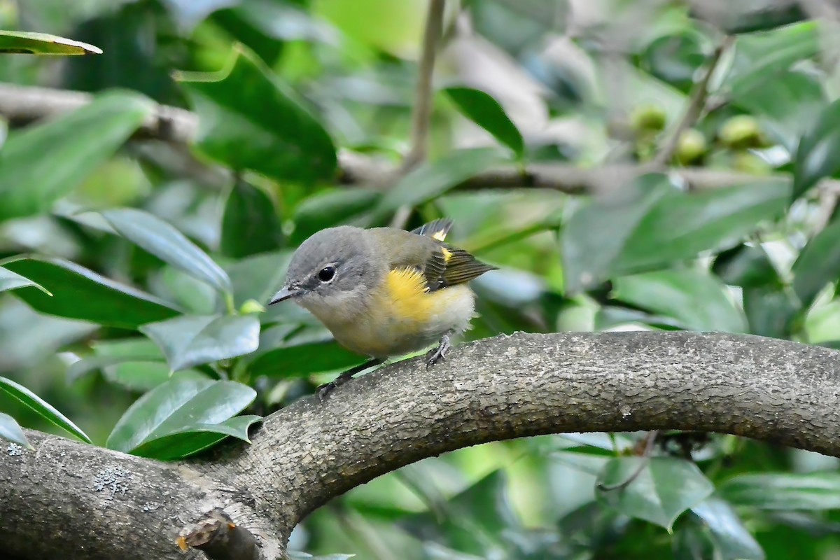 American Redstart - ML642307969