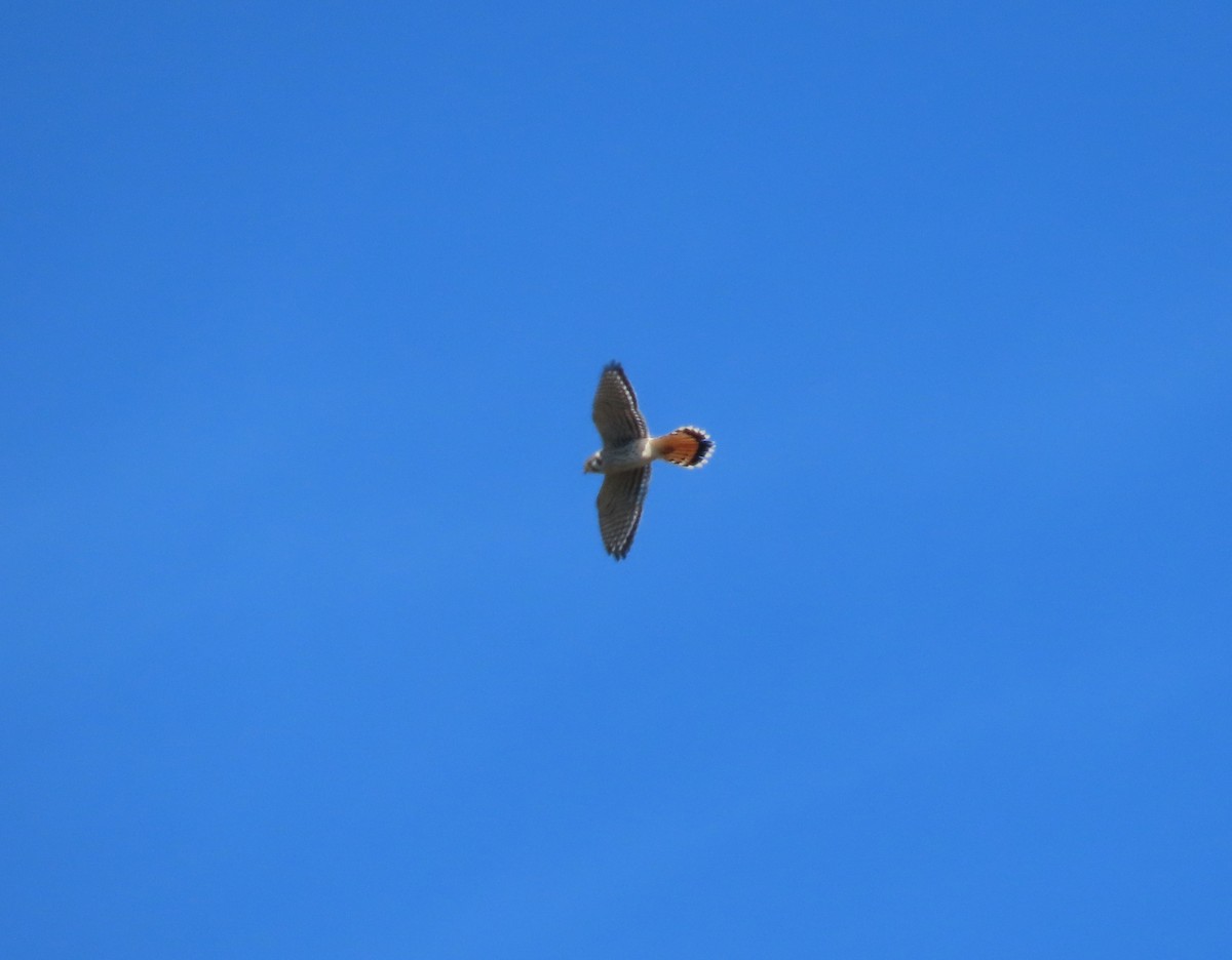 American Kestrel - ML642307971