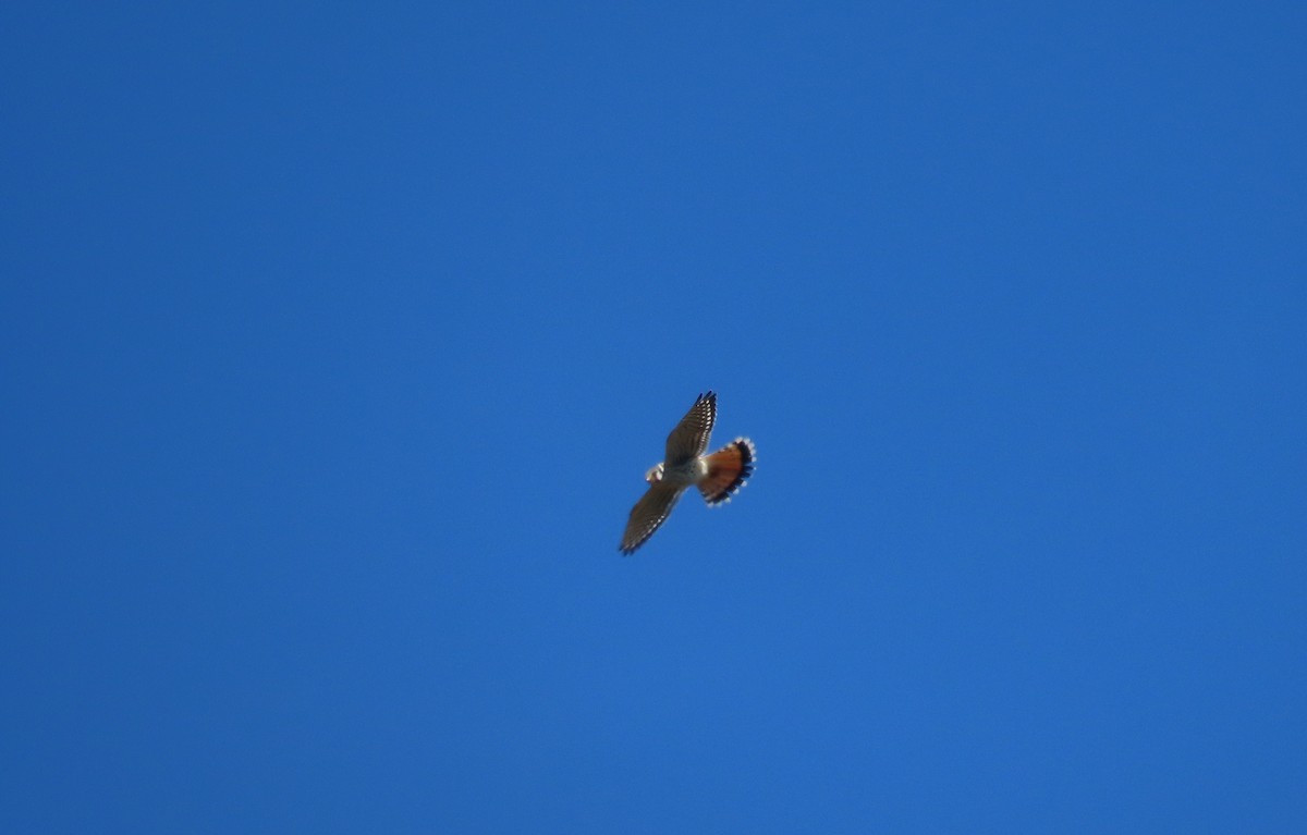 American Kestrel - ML642307972