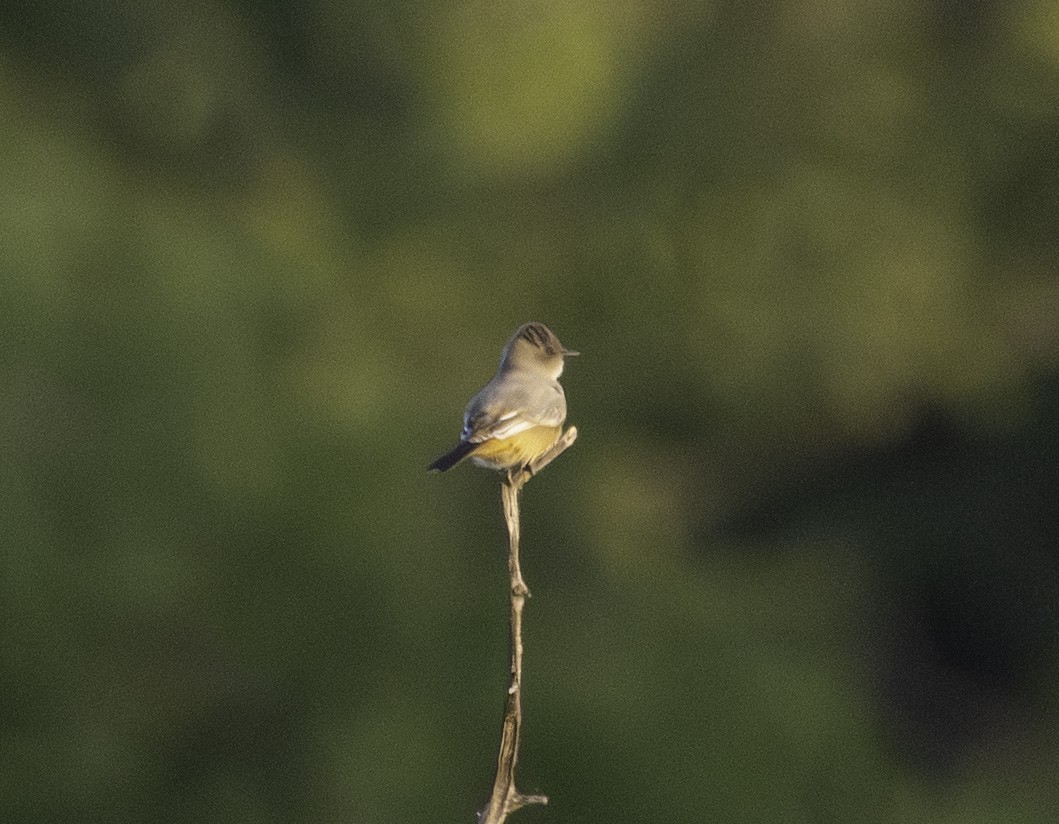 Say's Phoebe - ML642307992