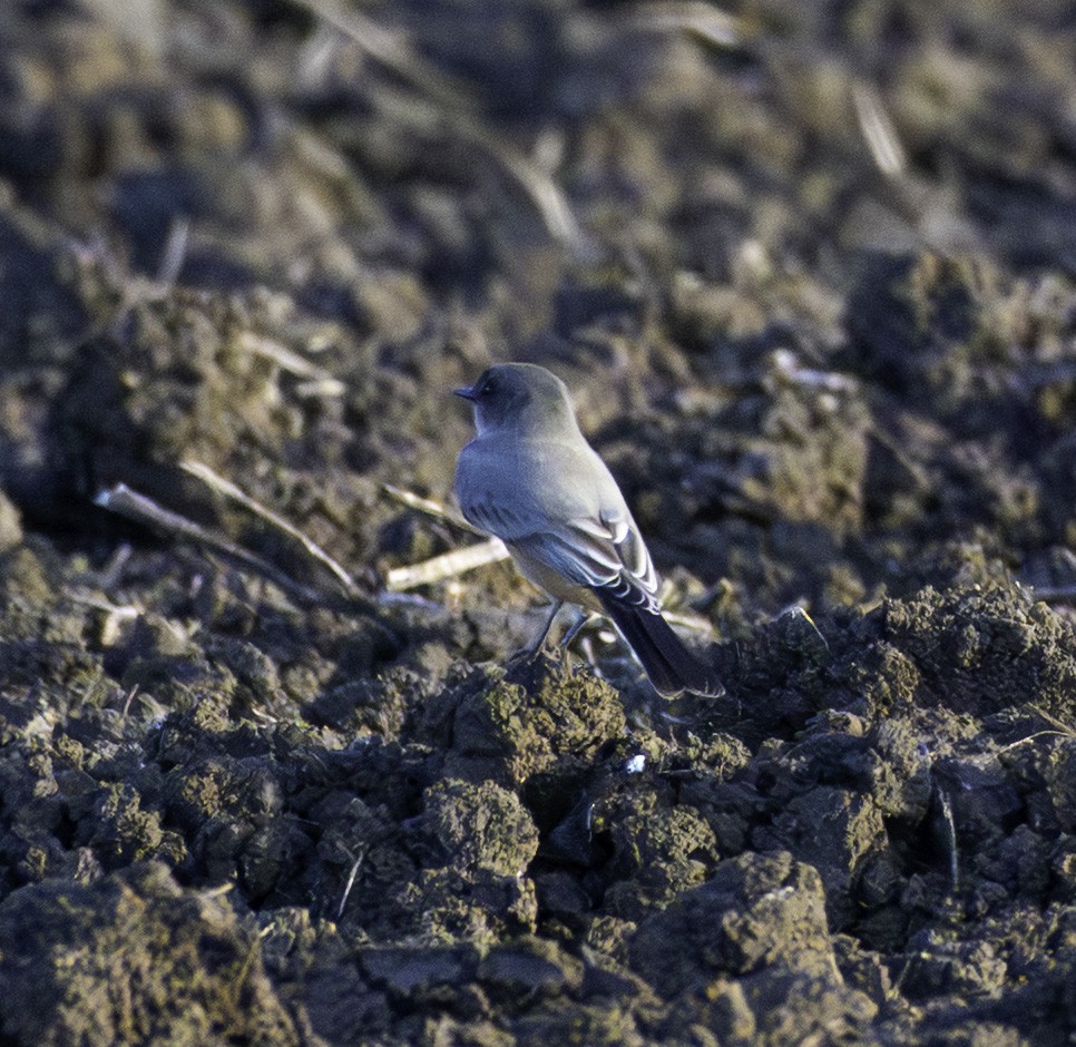 Say's Phoebe - ML642307993