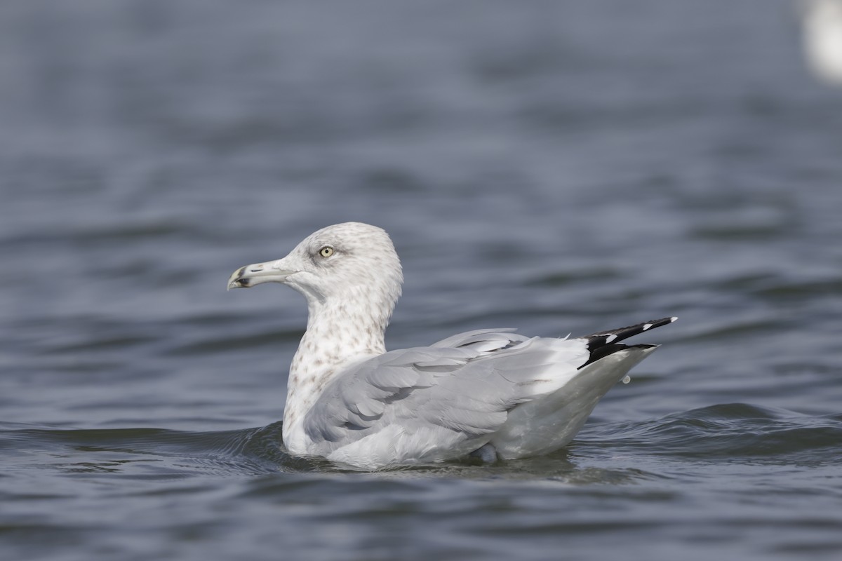 American Herring Gull - ML642308004