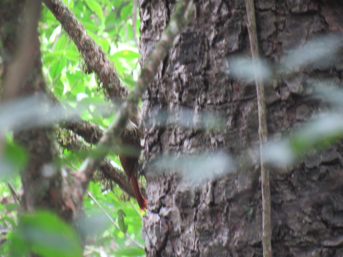 Scalloped Woodcreeper - ML642308011