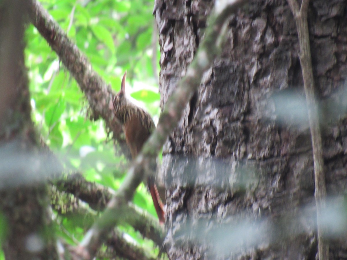 Scalloped Woodcreeper - ML642308012